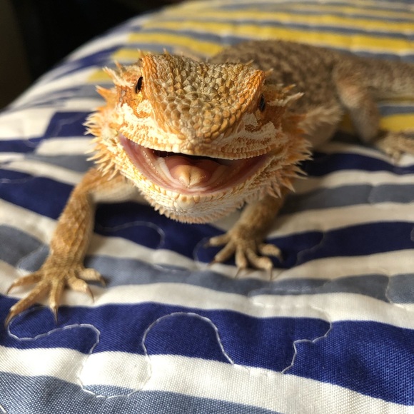 Meet your Posher, Joe - Picture 1 of 1